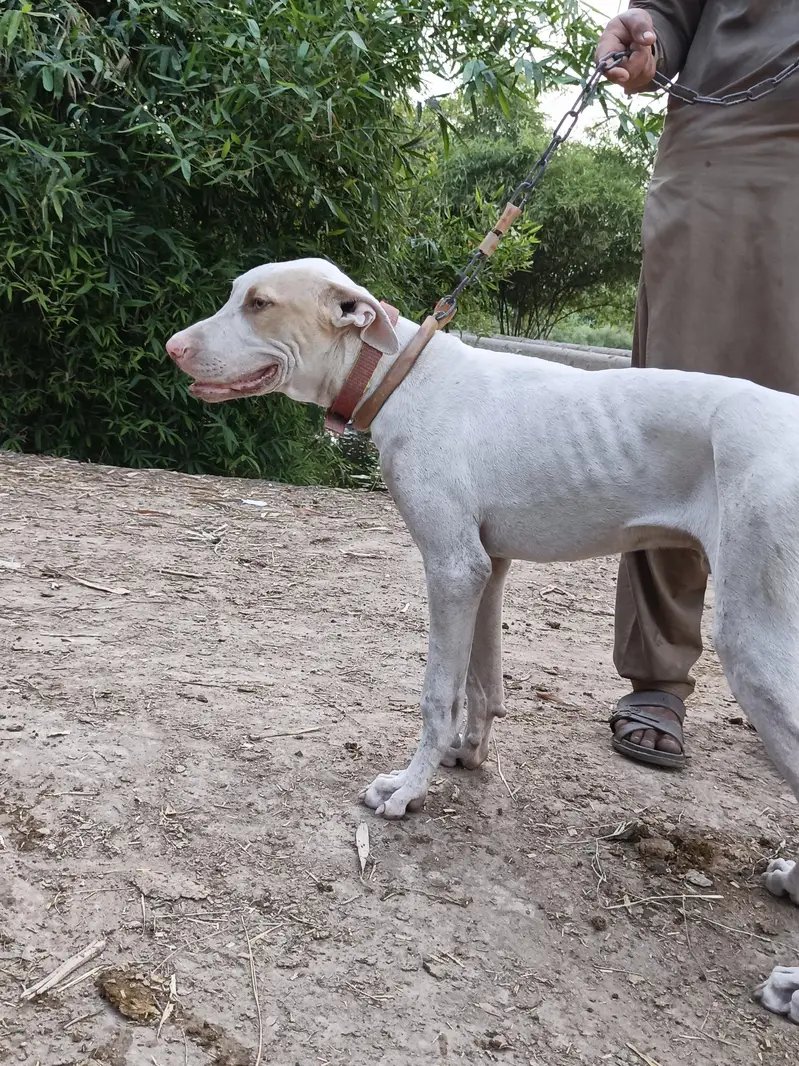 dog for sale 5 month 26 days — photo 10