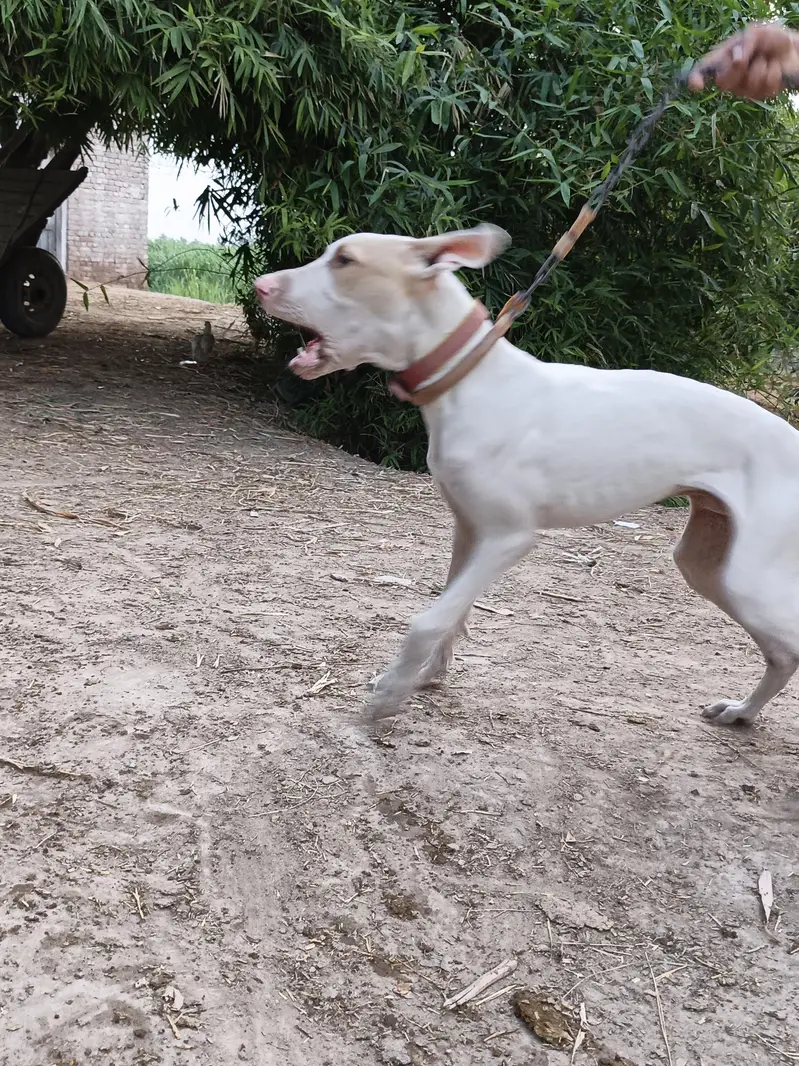 dog for sale 5 month 26 days — photo 11