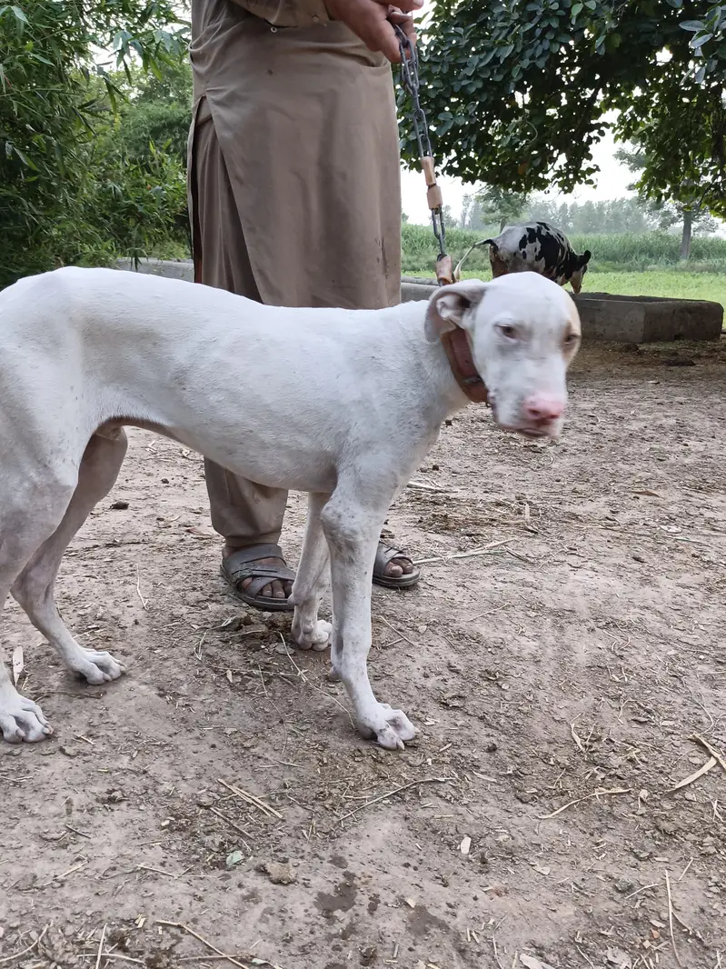 dog for sale 5 month 26 days — photo 12