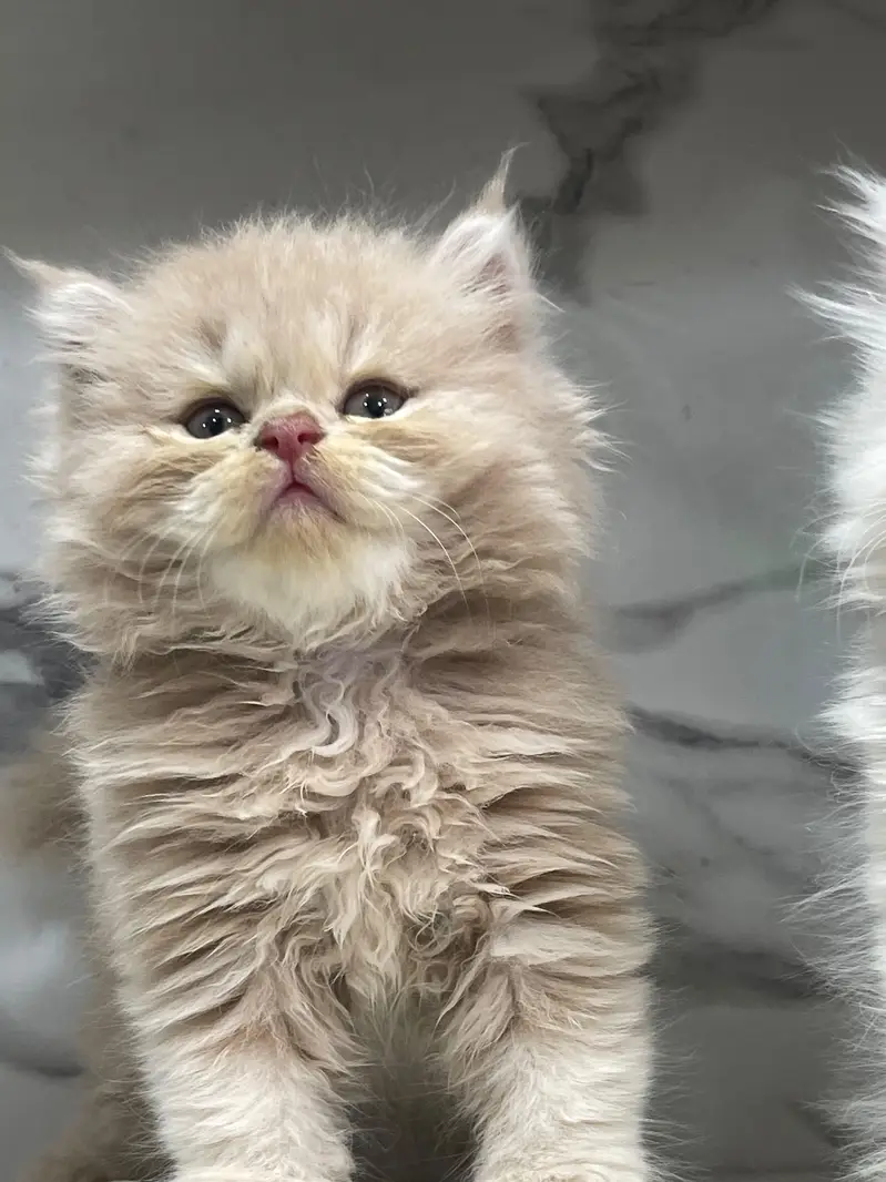 White Persian Kittens/Triple coated/blue eyes/Cats/Male/Female — photo 2