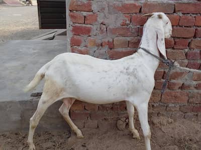 bakri for sale sahat mand
