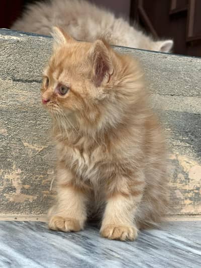 Persian kitten for sale