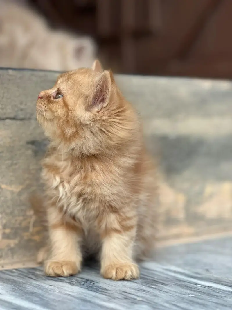 Persian kitten for sale — photo 2