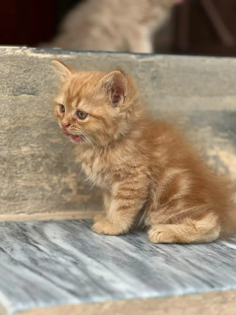 Persian kitten for sale — photo 5