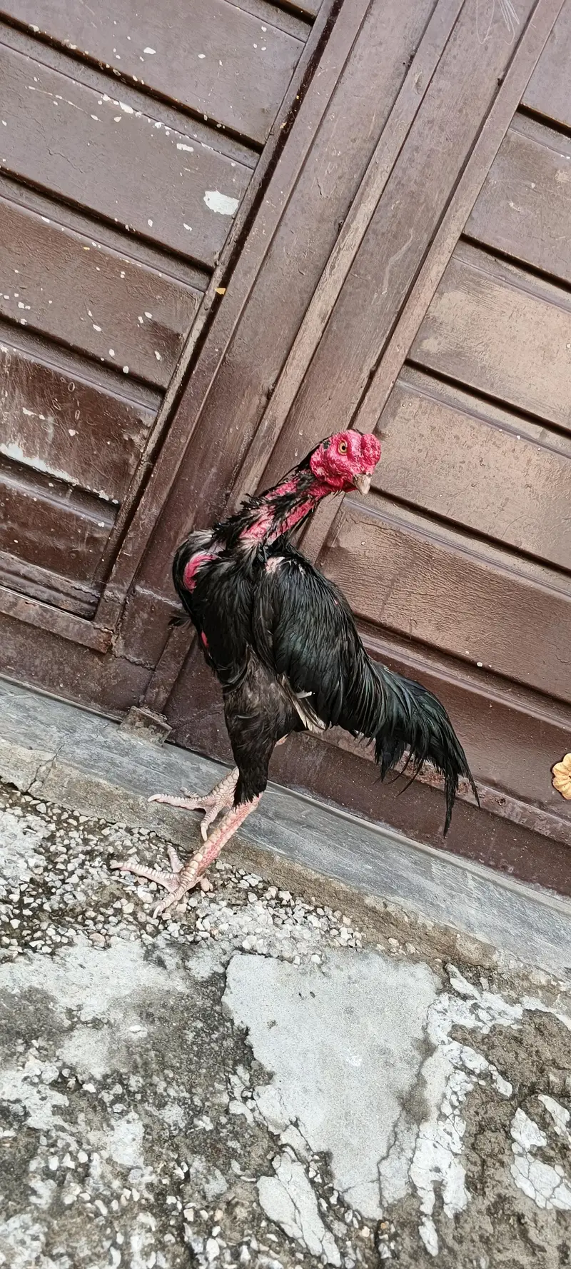 haji shah — photo 2