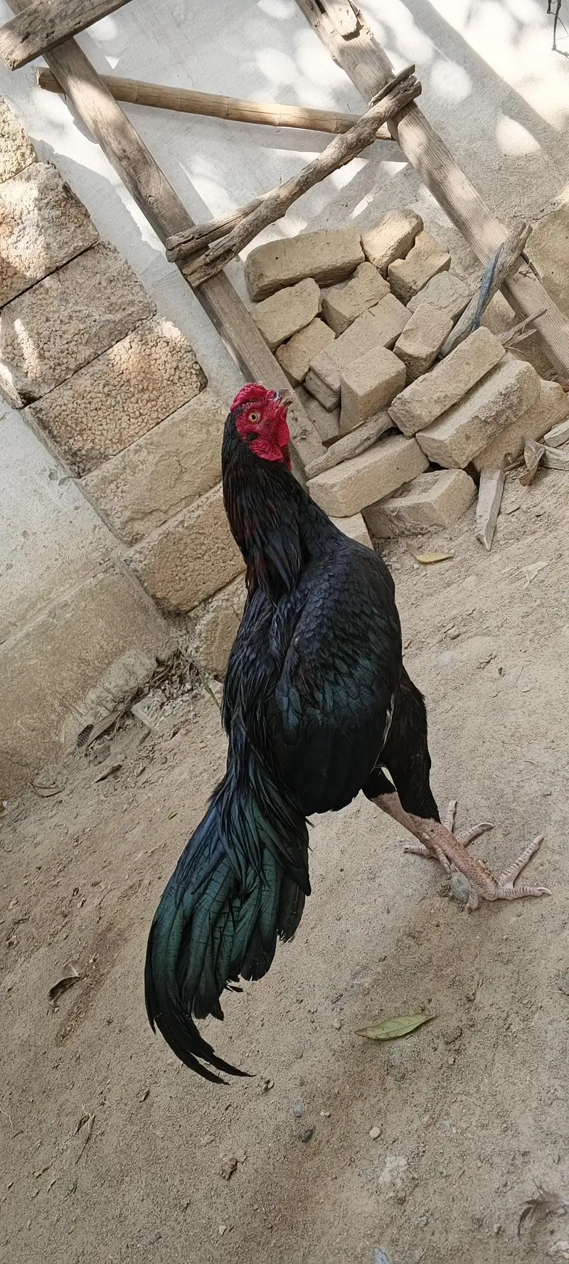 haji shah — photo 3