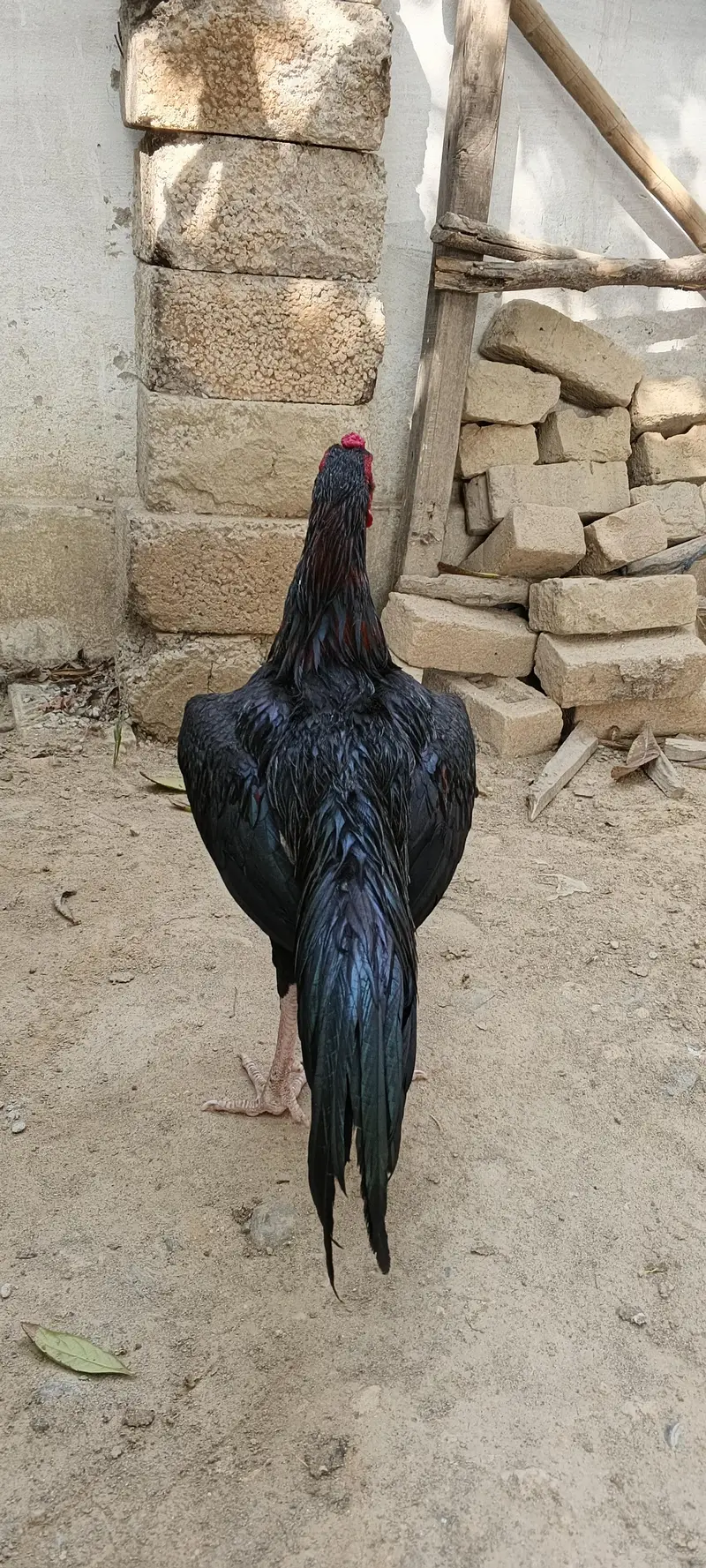 haji shah — photo 4