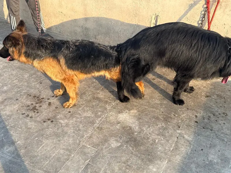 GSD Puppy | German Shepherd Puppies | Long Coat — photo 3