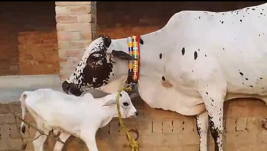 Freshly calved/taza soi/pehlan gayai/cow