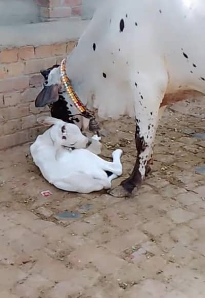 Freshly calved/taza soi/pehlan gayai/cow