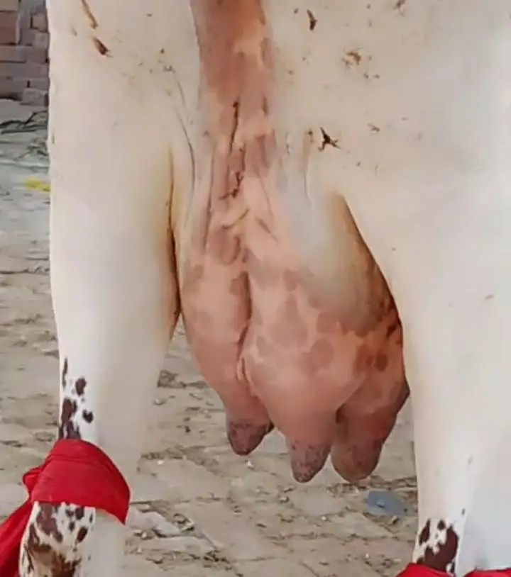 Freshly calved/taza soi/pehlan gayai/cow — photo 3