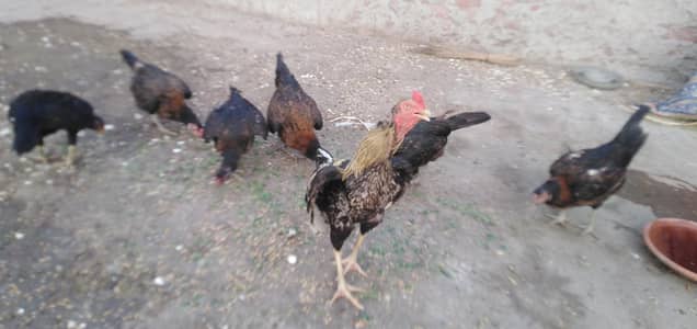healthy and active 6 female and 1 breeder male. rabta 03035846813