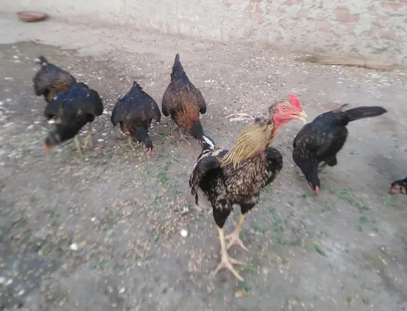 healthy and active 6 female and 1 breeder male. rabta 03035846813 — photo 2
