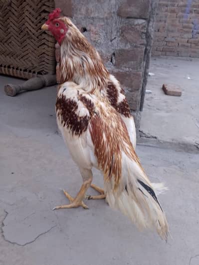 Pure Aseel