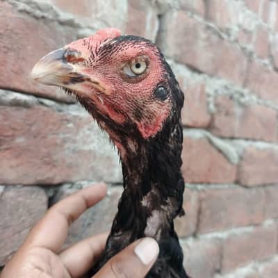 Indian rampuri jet black