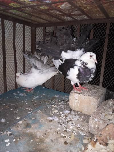 breeder jora #03#115#08#78#12only Whatsapp per bt karo