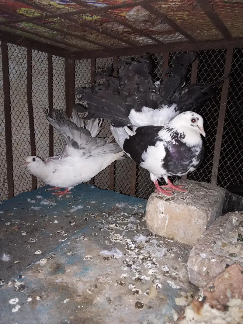 breeder jora #03#115#08#78#12only Whatsapp per bt karo — photo 2
