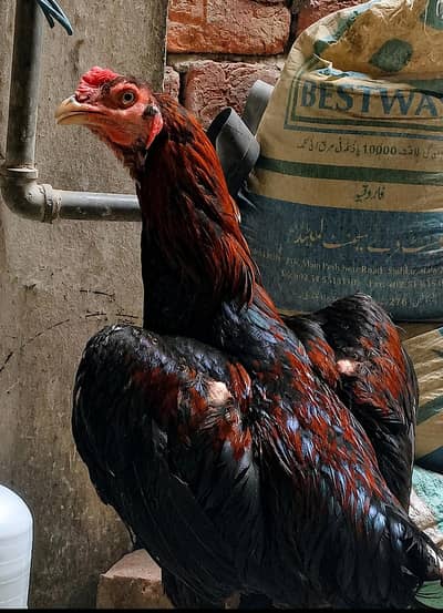 mianwali cross male for sale