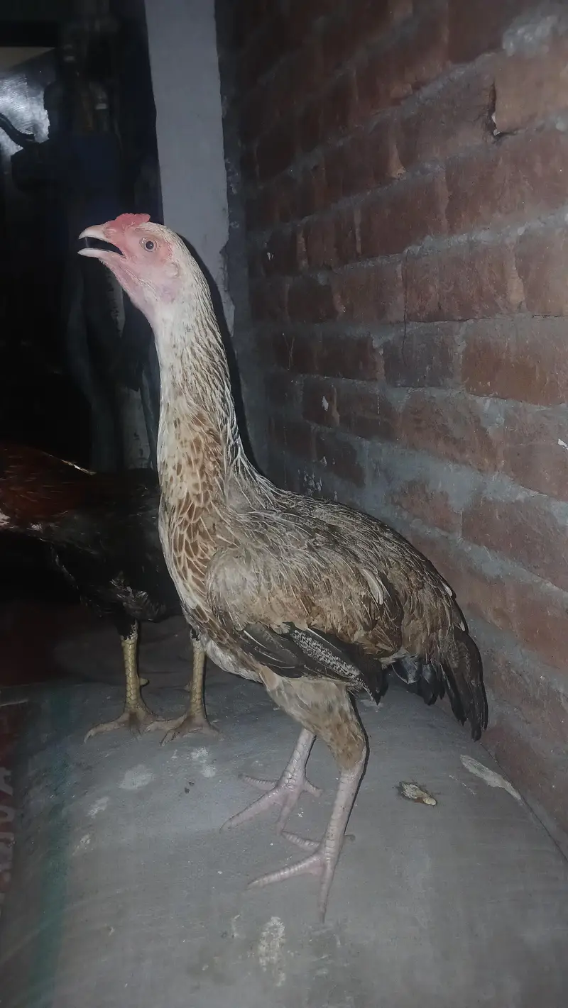 mianwali cross male for sale — photo 2