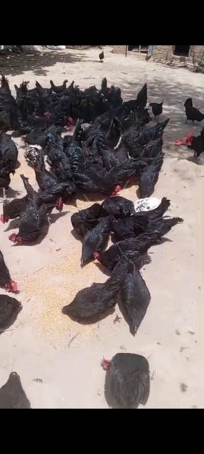 austrolop and bantam chicks available