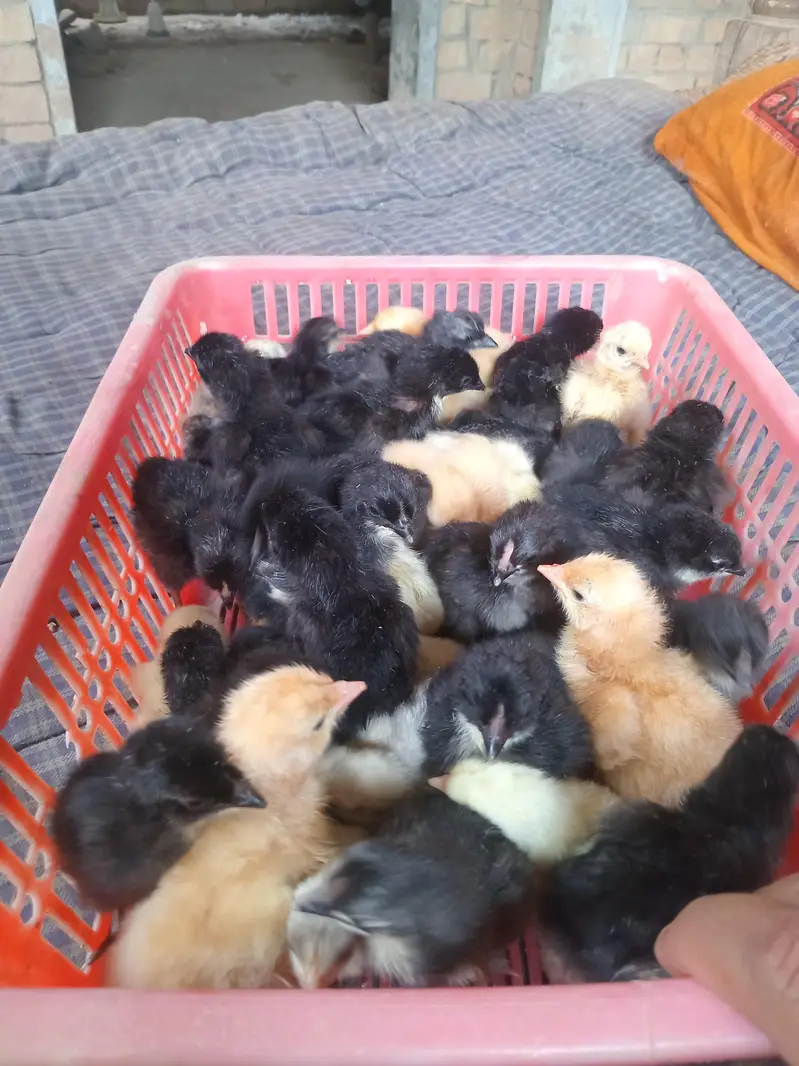 austrolop and bantam chicks available — photo 3