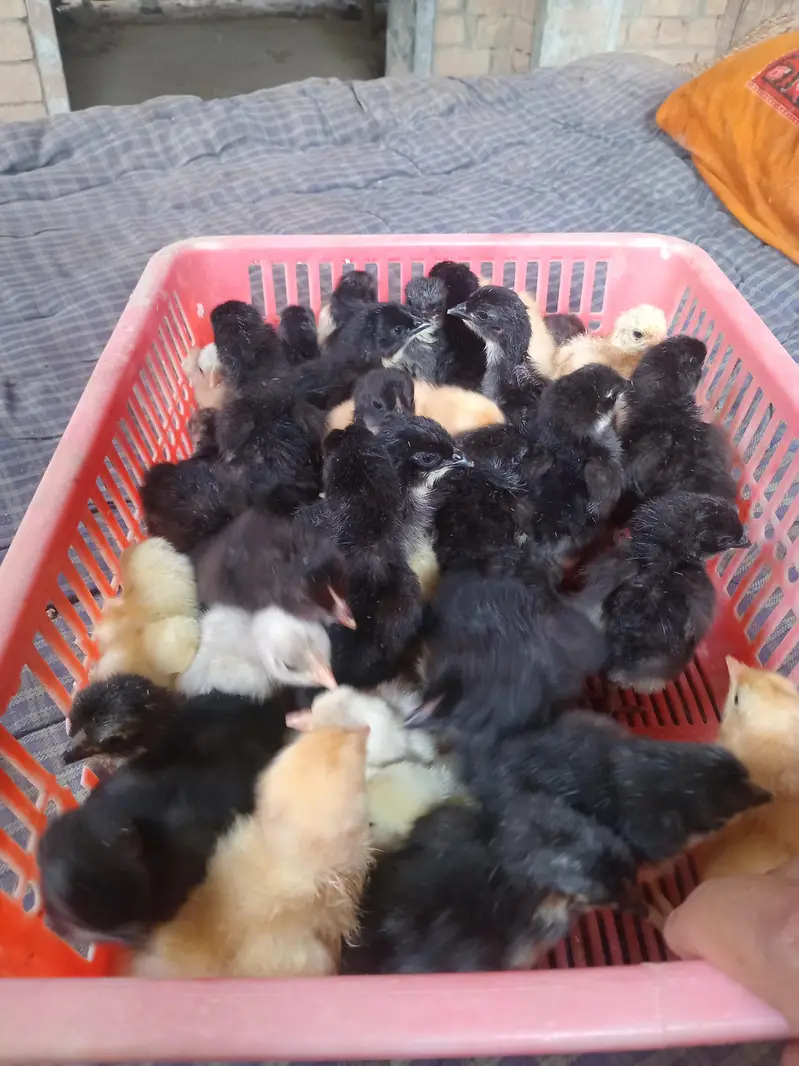 austrolop and bantam chicks available — photo 4