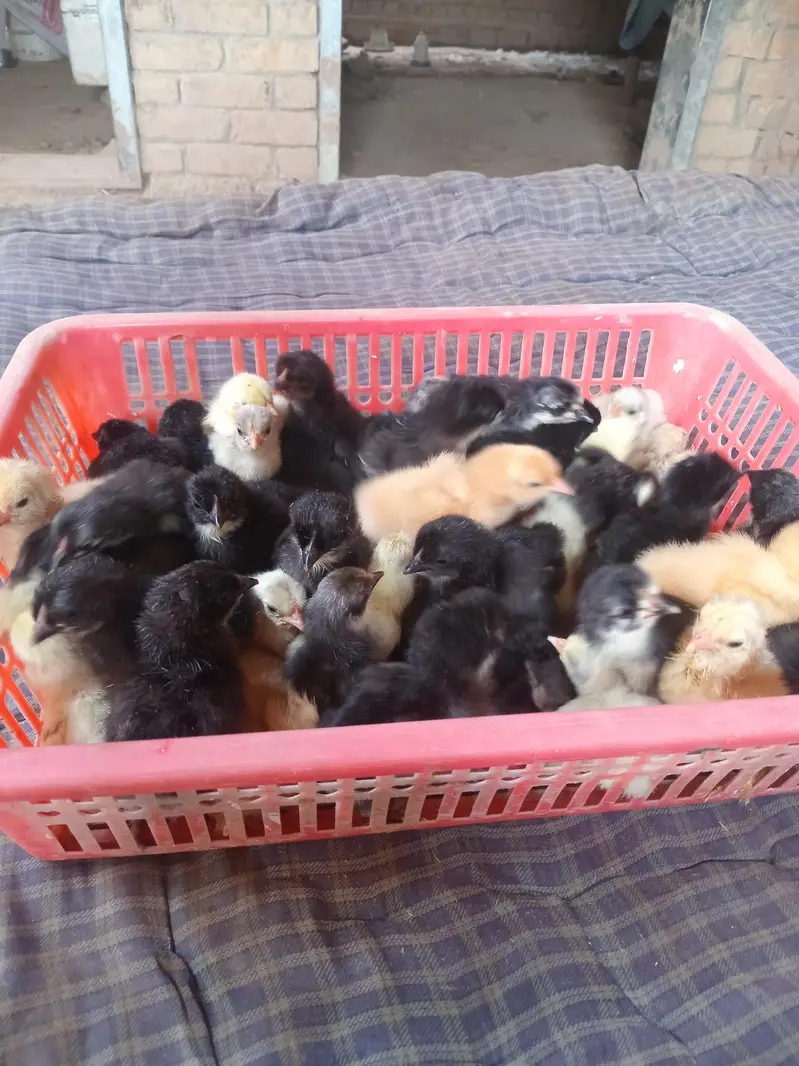 austrolop and bantam chicks available — photo 5