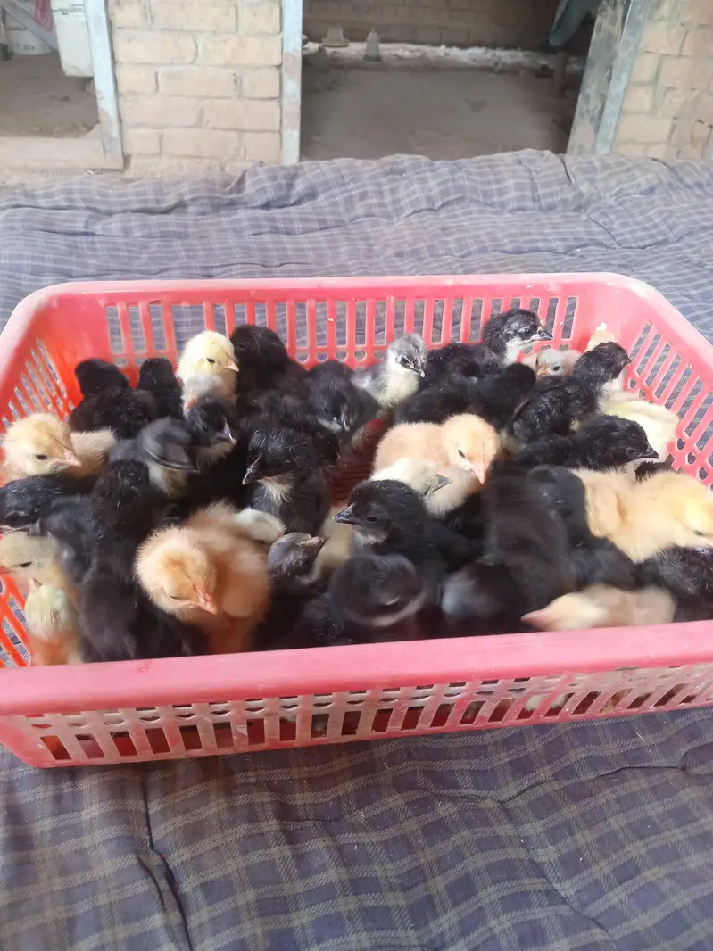 austrolop and bantam chicks available — photo 6