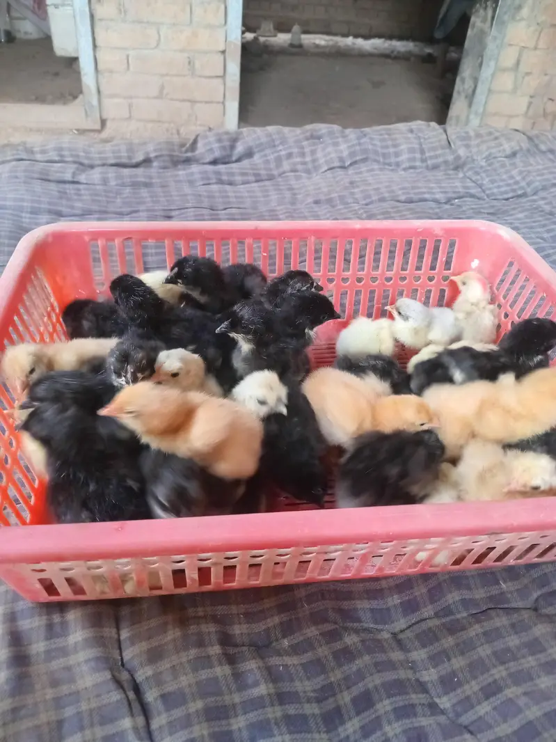 austrolop and bantam chicks available — photo 7