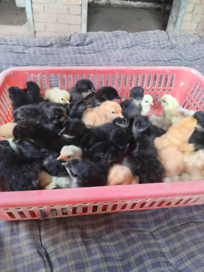 austrolop and bantam chicks available — photo 8