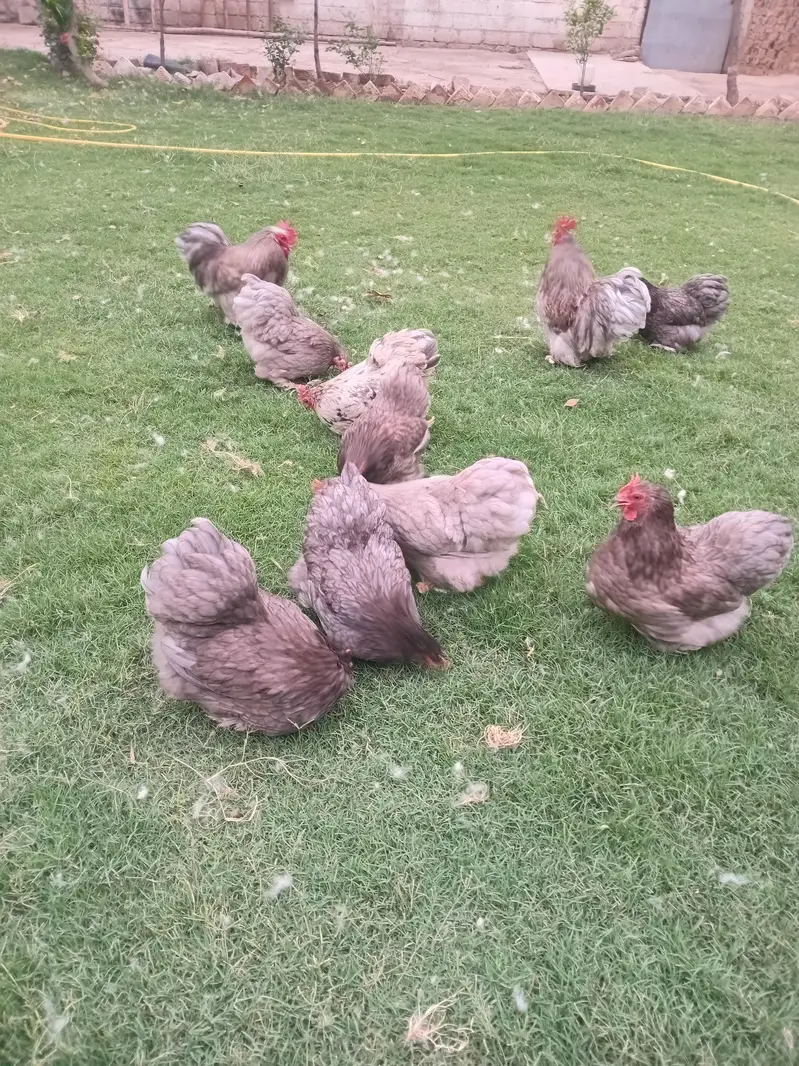 austrolop and bantam chicks available — photo 10