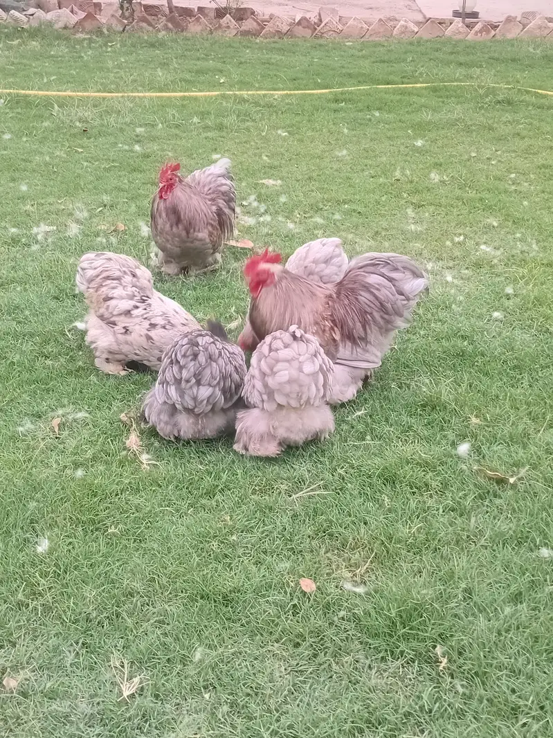 austrolop and bantam chicks available — photo 11