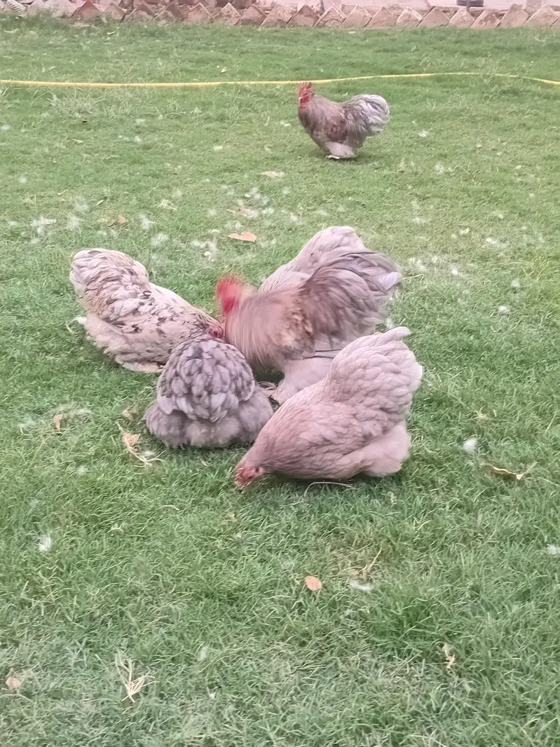 austrolop and bantam chicks available — photo 12