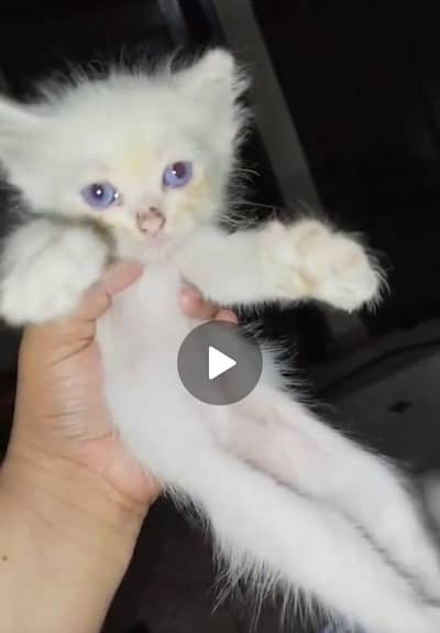Sale of percian kitten
