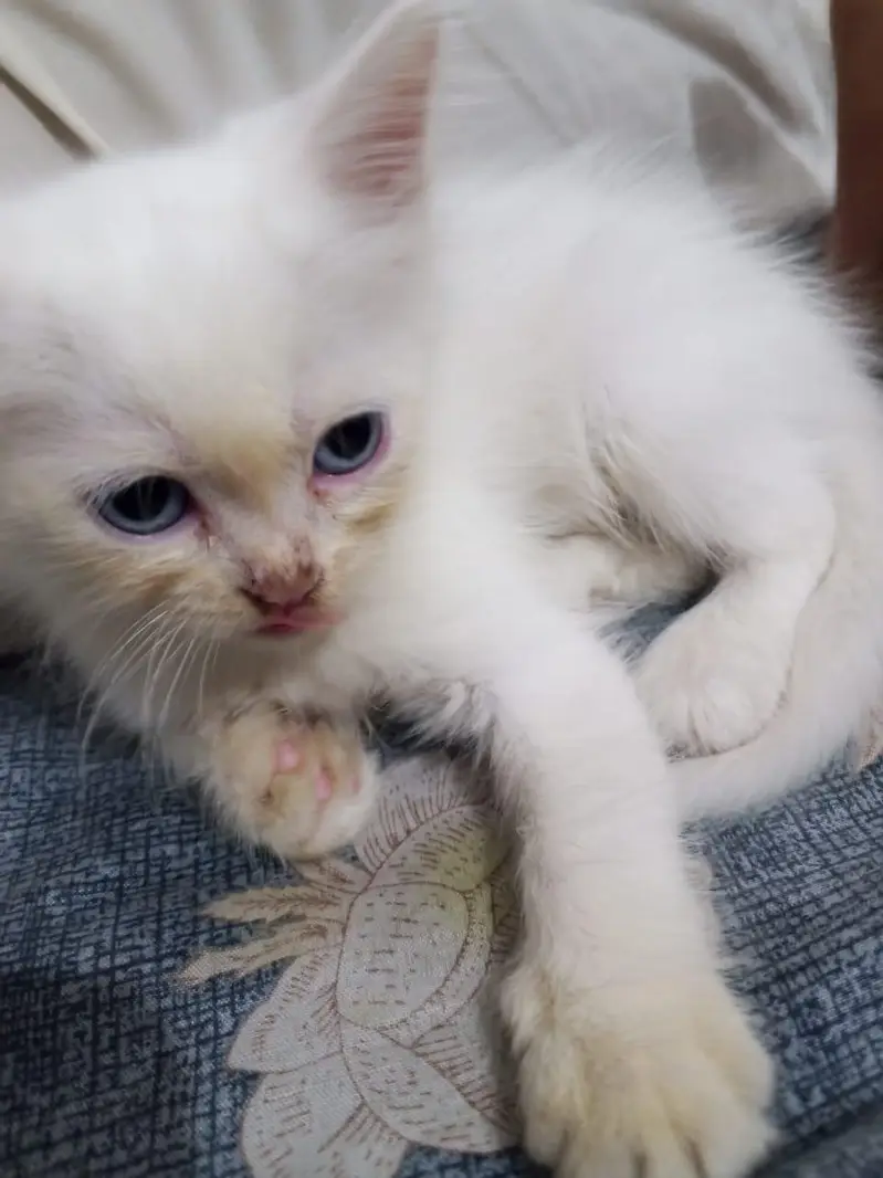 Sale of percian kitten — photo 2