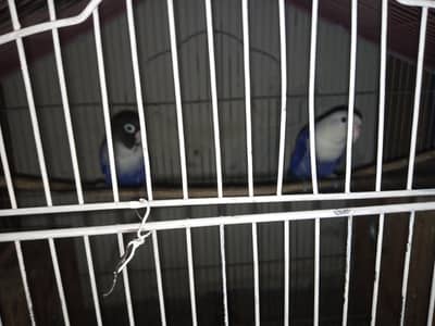 Lovebird for sale