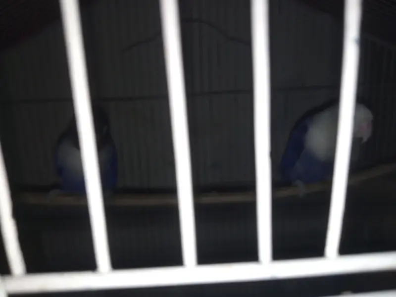 Lovebird for sale — photo 2
