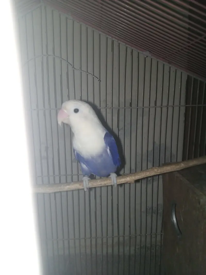 Lovebird for sale — photo 3
