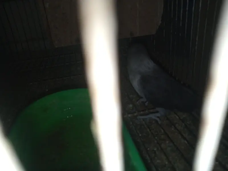 Lovebird for sale — photo 4