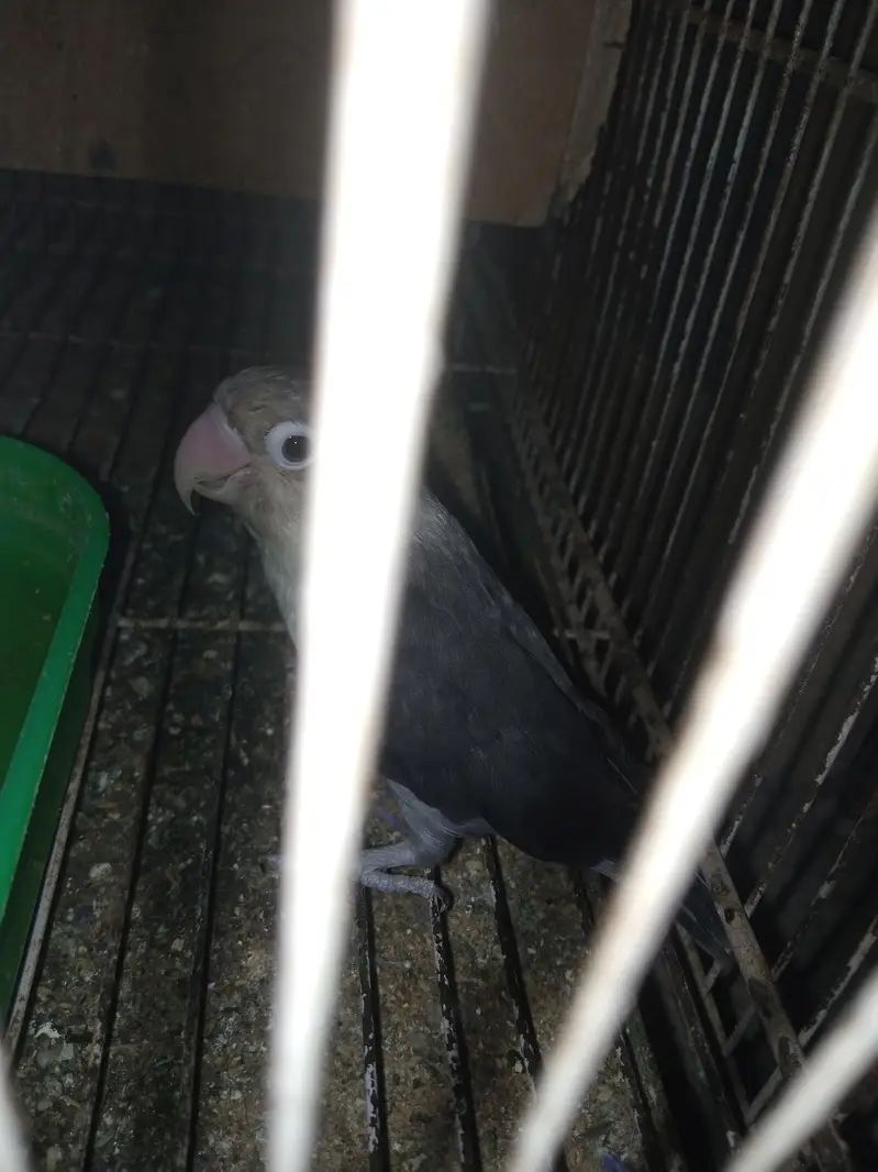 Lovebird for sale — photo 5