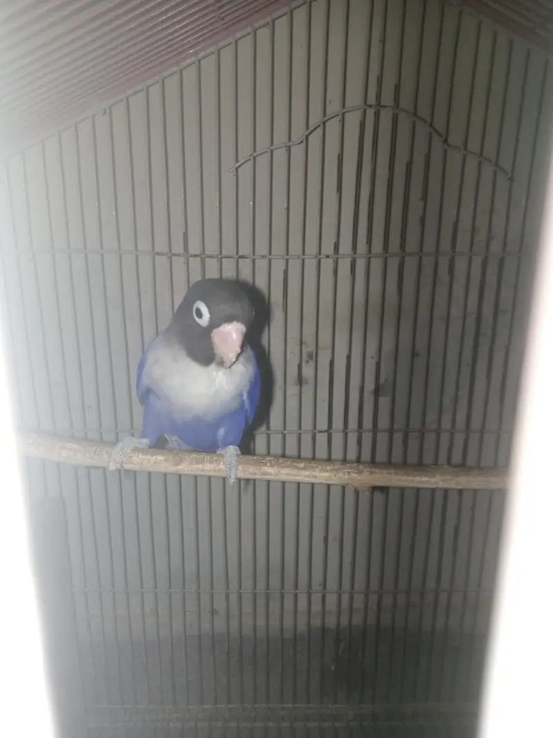 Lovebird for sale — photo 6