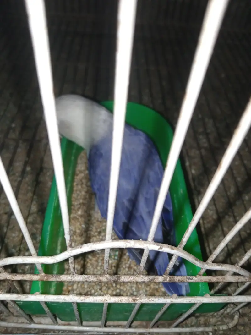 Lovebird for sale — photo 7