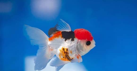oranda double tail Gold fish and single tail Gold fish