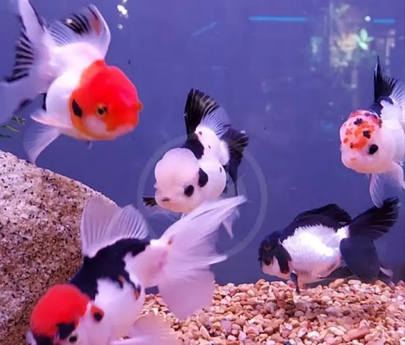 oranda double tail Gold fish and single tail Gold fish — photo 2