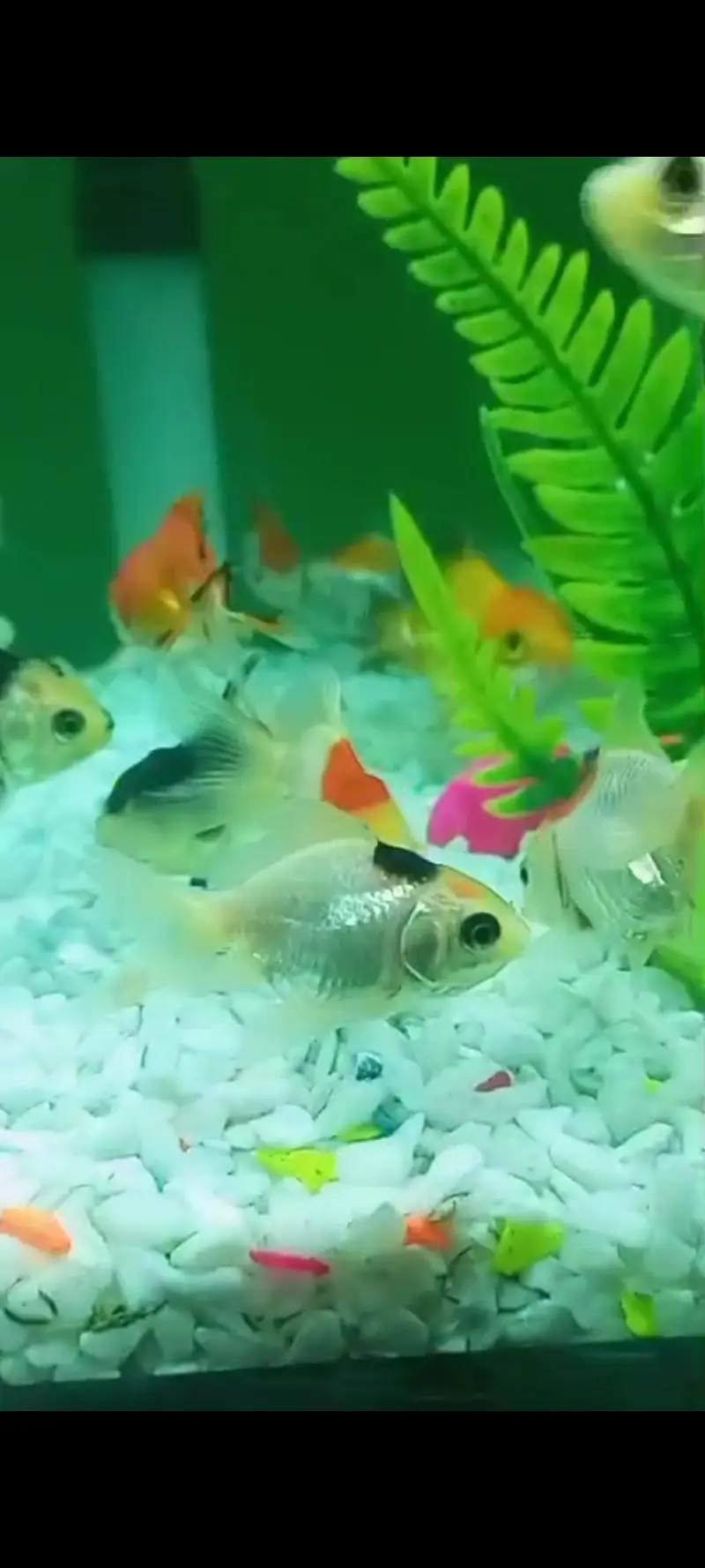 oranda double tail Gold fish and single tail Gold fish — photo 3