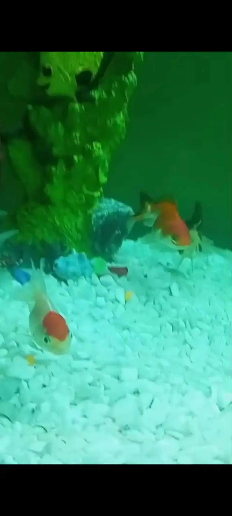 oranda double tail Gold fish and single tail Gold fish — photo 4