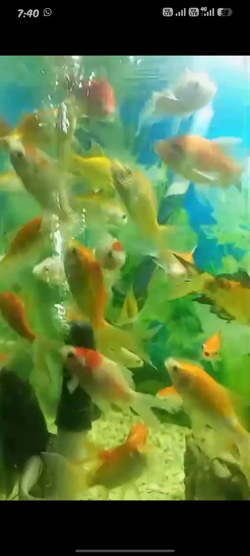 oranda double tail Gold fish and single tail Gold fish — photo 5