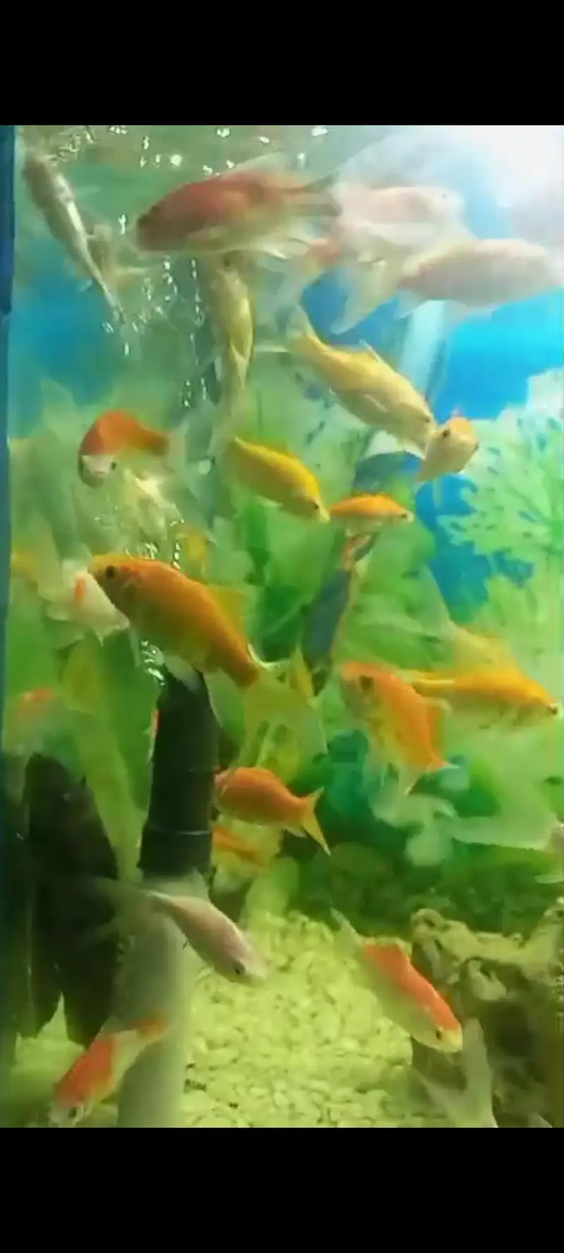 oranda double tail Gold fish and single tail Gold fish — photo 6