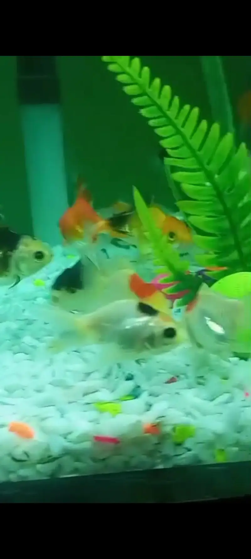 oranda double tail Gold fish and single tail Gold fish — photo 7