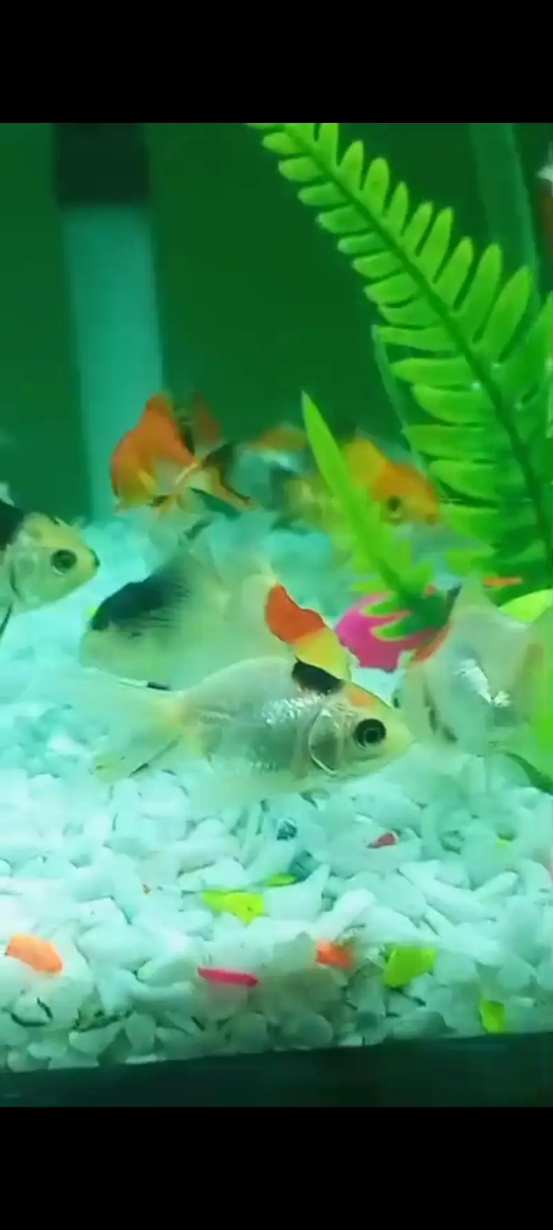 oranda double tail Gold fish and single tail Gold fish — photo 8